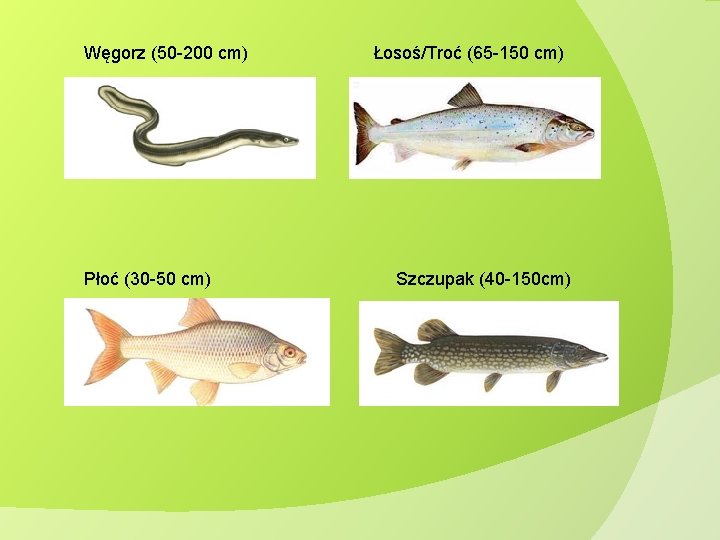 Węgorz (50 -200 cm) Płoć (30 -50 cm) Łosoś/Troć (65 -150 cm) Szczupak (40 Węgorz (50 -200 cm) Płoć (30 -50 cm) Łosoś/Troć (65 -150 cm) Szczupak (40