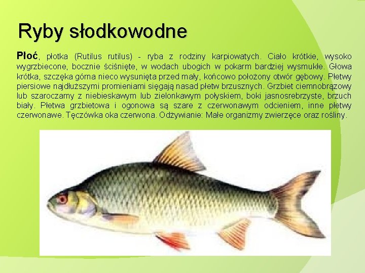 Ryby słodkowodne Płoć, płotka (Rutilus rutilus) - ryba z rodziny karpiowatych. Ciało krótkie, wysoko Ryby słodkowodne Płoć, płotka (Rutilus rutilus) - ryba z rodziny karpiowatych. Ciało krótkie, wysoko