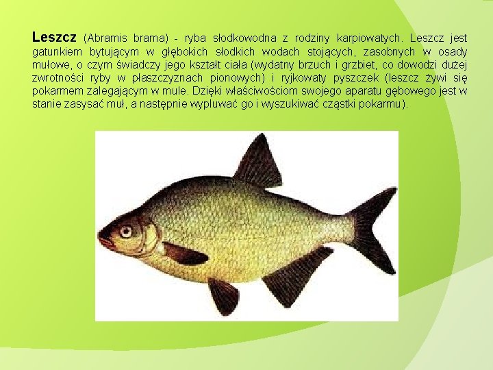 Leszcz (Abramis brama) - ryba słodkowodna z rodziny karpiowatych. Leszcz jest gatunkiem bytującym w Leszcz (Abramis brama) - ryba słodkowodna z rodziny karpiowatych. Leszcz jest gatunkiem bytującym w