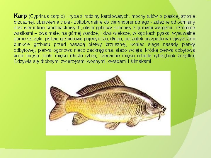Karp (Cyprinus carpio) - ryba z rodziny karpiowatych. mocny tułów o płaskiej stronie brzusznej, Karp (Cyprinus carpio) - ryba z rodziny karpiowatych. mocny tułów o płaskiej stronie brzusznej,