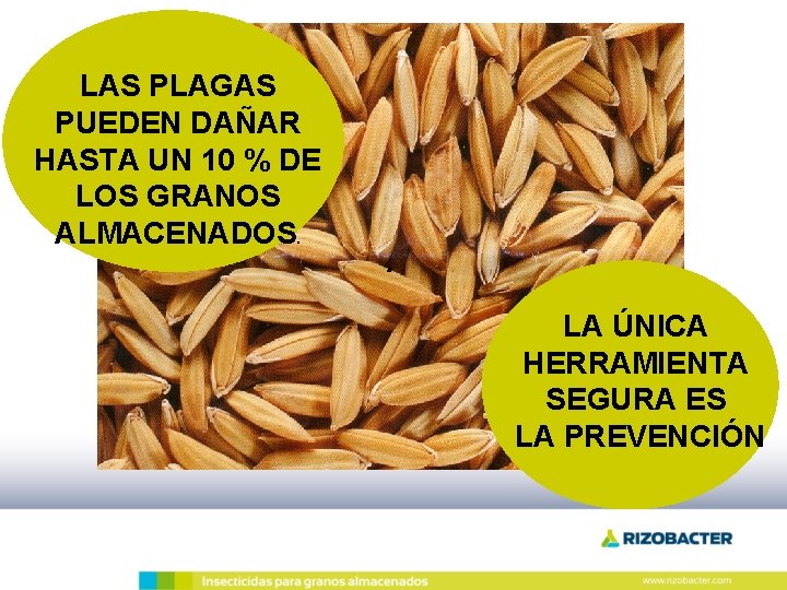 LAS PLAGAS PUEDEN DAÑAR HASTA UN 10 % DE LOS GRANOS ALMACENADOS. . LA