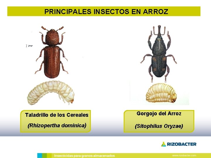 PRINCIPALES INSECTOS EN ARROZ Taladrillo de los Cereales Gorgojo del Arroz (Rhizopertha dominica) (Sitophilus