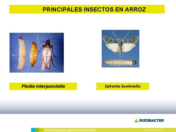 PRINCIPALES INSECTOS EN ARROZ Plodia interpunctella Ephestia kuehniella 