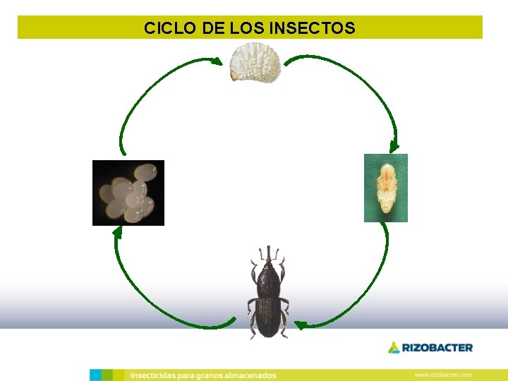 CICLO DE LOS INSECTOS 