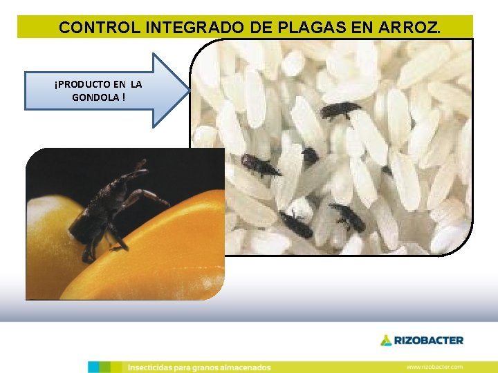 CONTROL INTEGRADO DE PLAGAS EN ARROZ. ¡PRODUCTO EN LA GONDOLA ! CONTROL INTEGRADO DE PLAGAS EN ARROZ. ¡PRODUCTO EN LA GONDOLA !