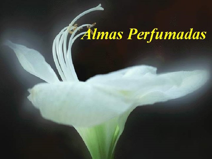 Almas Perfumadas 