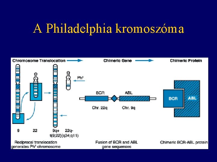A Philadelphia kromoszóma 