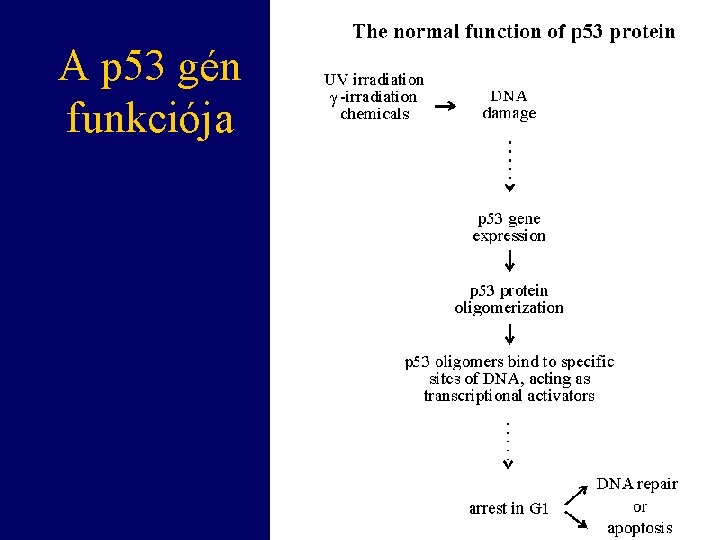 A p 53 gén funkciója 