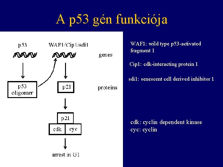 A p 53 gén funkciója WAF 1: wild type p 53 -activated fragment 1