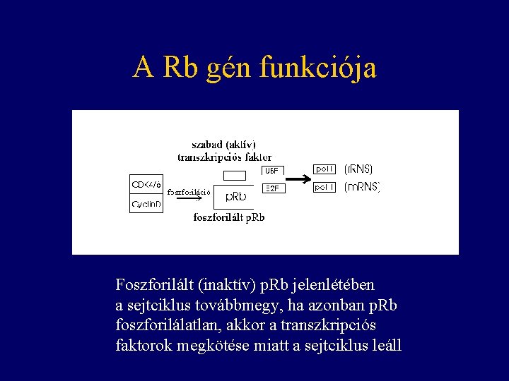 A Rb gén funkciója Foszforilált (inaktív) p. Rb jelenlétében a sejtciklus továbbmegy, ha azonban