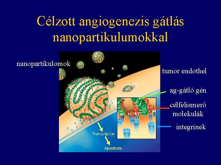 Célzott angiogenezis gátlás nanopartikulumokkal nanopartikulomok tumor endothel ag-gátló gén célfelismerő molekulák integrinek 