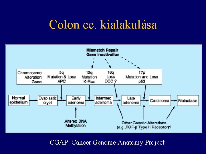 Colon cc. kialakulása CGAP: Cancer Genome Anatomy Project 