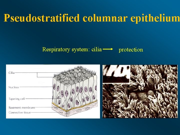 Pseudostratified columnar epithelium Respiratory system: cilia protection 