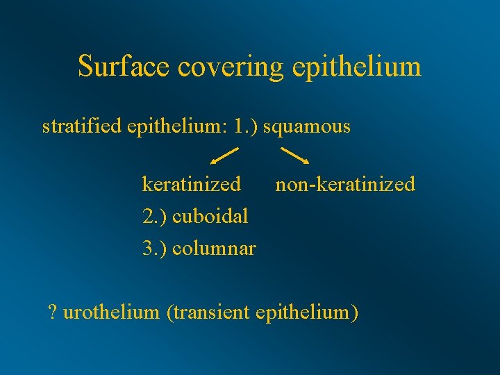 Surface covering epithelium stratified epithelium: 1. ) squamous keratinized non-keratinized 2. ) cuboidal 3.