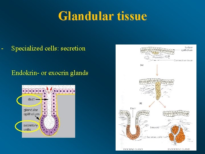 Glandular tissue - Specialized cells: secretion Endokrin- or exocrin glands 