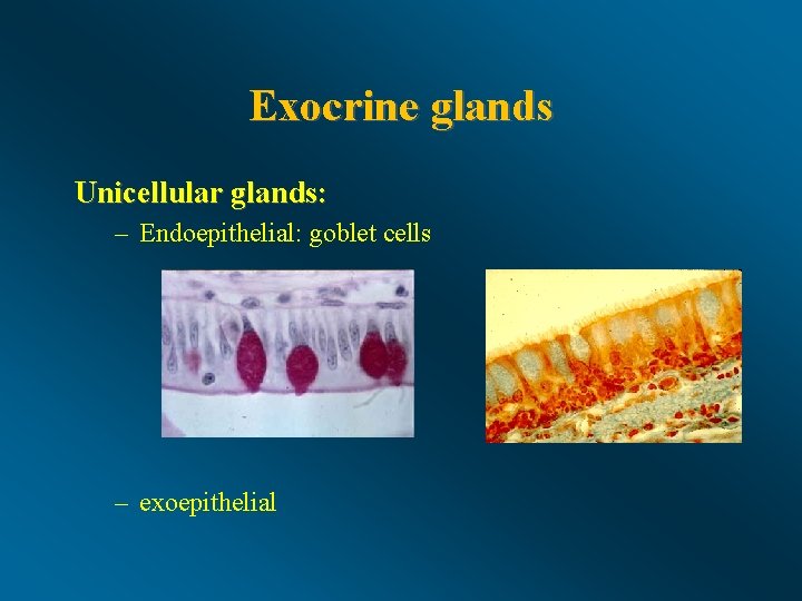Exocrine glands Unicellular glands: – Endoepithelial: goblet cells – exoepithelial 