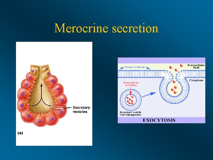 Merocrine secretion 
