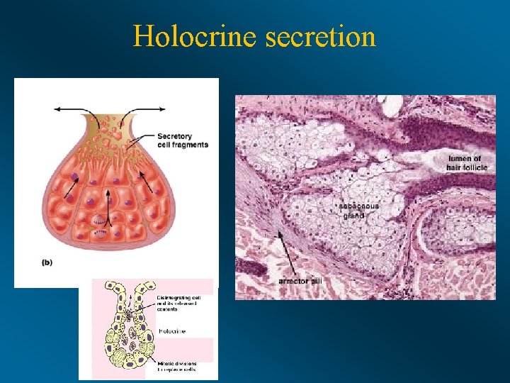 Holocrine secretion 