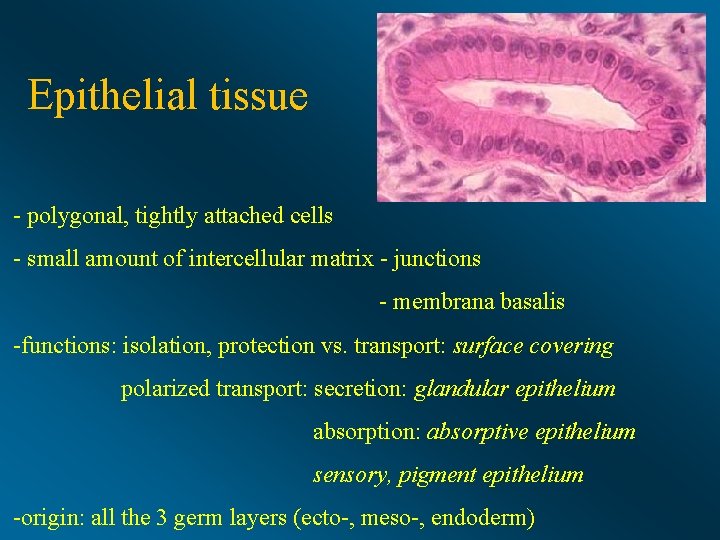 Epithelial tissue - polygonal, tightly attached cells - small amount of intercellular matrix -