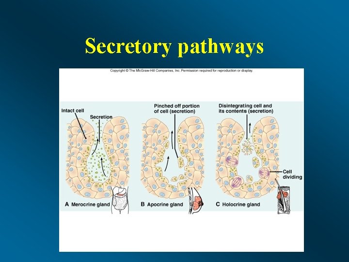 Secretory pathways 