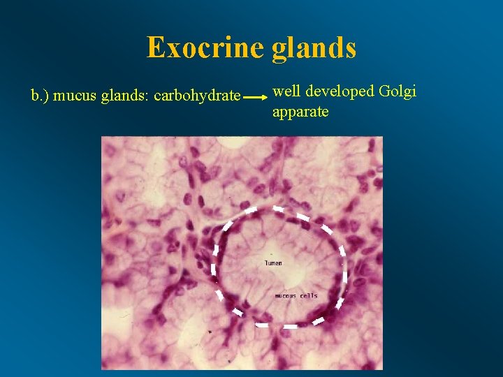 Exocrine glands b. ) mucus glands: carbohydrate well developed Golgi apparate 