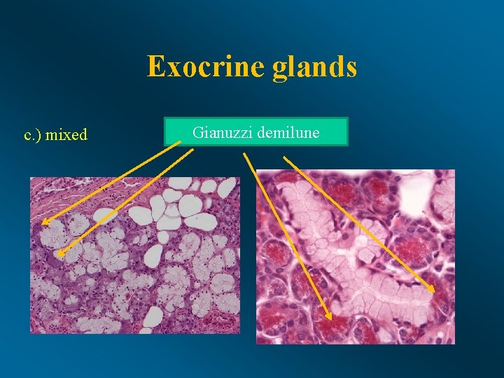 Exocrine glands c. ) mixed Gianuzzi demilune 
