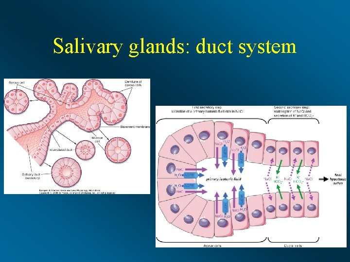 Salivary glands: duct system 