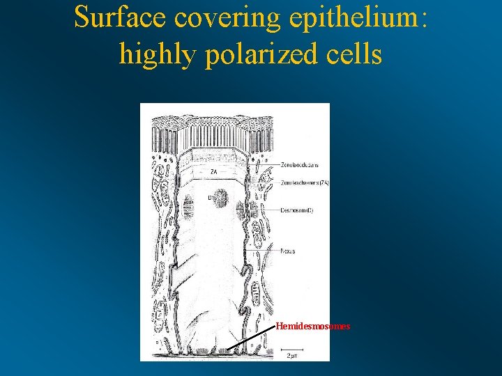 Surface covering epithelium: highly polarized cells Hemidesmosomes 