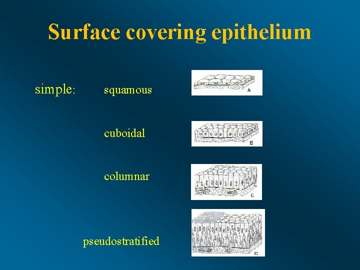Surface covering epithelium simple: squamous cuboidal columnar pseudostratified 
