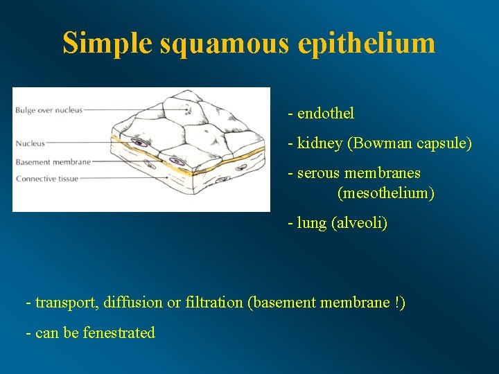 Simple squamous epithelium - endothel - kidney (Bowman capsule) - serous membranes (mesothelium) -