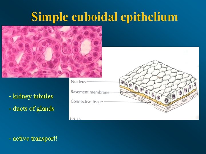 Simple cuboidal epithelium - kidney tubules - ducts of glands - active transport! 