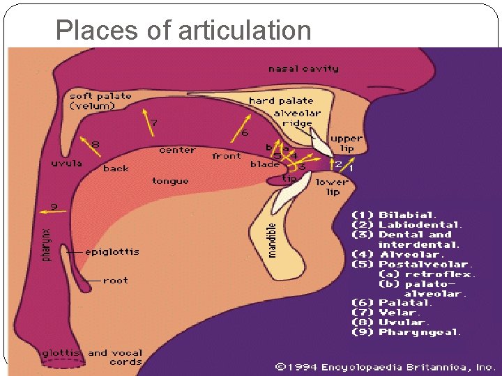 Places of articulation 