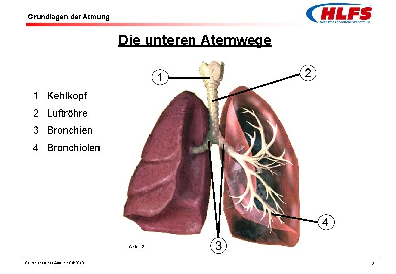 Grundlagen der Atmung Die unteren Atemwege 1 Kehlkopf 2 Luftröhre 3 Bronchien 4 Bronchiolen