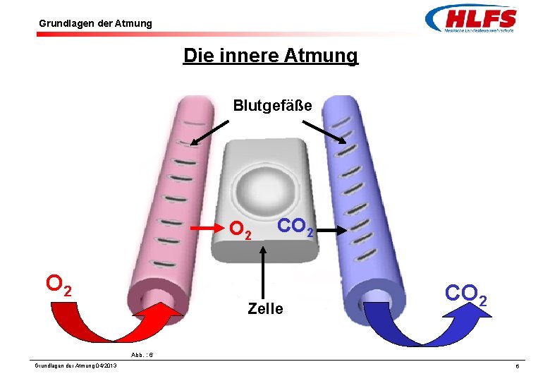 Grundlagen der Atmung Die innere Atmung Blutgefäße O 2 CO 2 Zelle CO 2