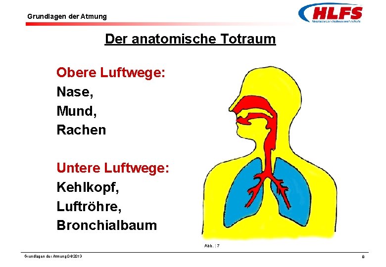 Grundlagen der Atmung Der anatomische Totraum Obere Luftwege: Nase, Mund, Rachen Untere Luftwege: Kehlkopf,