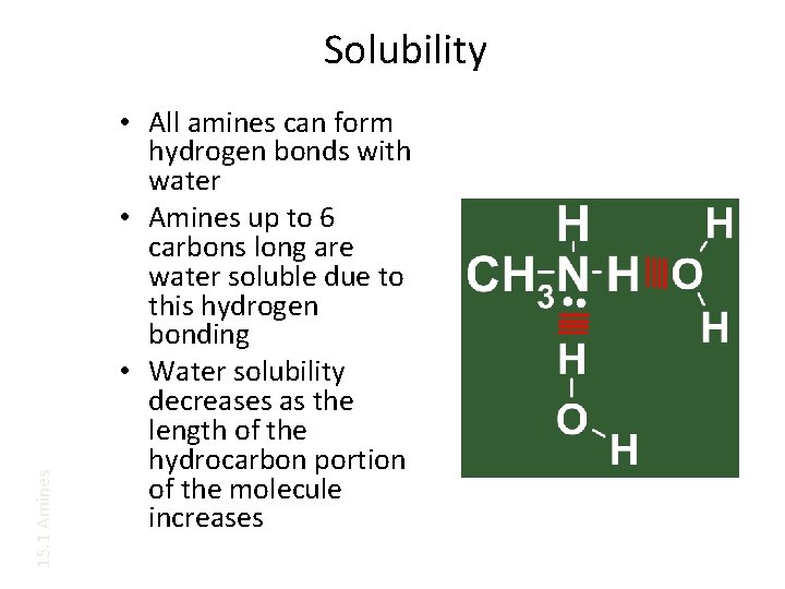 15. 1 Amines Solubility • All amines can form hydrogen bonds with water •