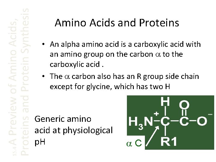 A Preview of Amino Acids, Proteins and Protein Synthesis 15. 4 Amino Acids and