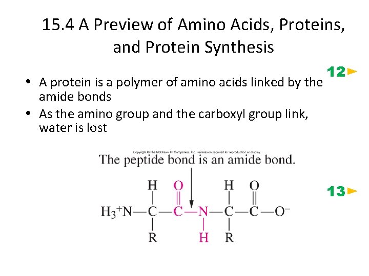 15. 4 A Preview of Amino Acids, Proteins, and Protein Synthesis A protein is