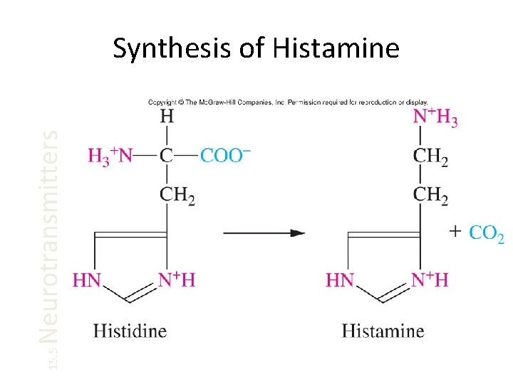 15. 5 Neurotransmitters Synthesis of Histamine 