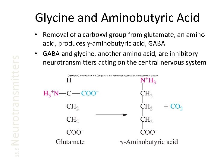 15. 5 Neurotransmitters Glycine and Aminobutyric Acid • Removal of a carboxyl group from