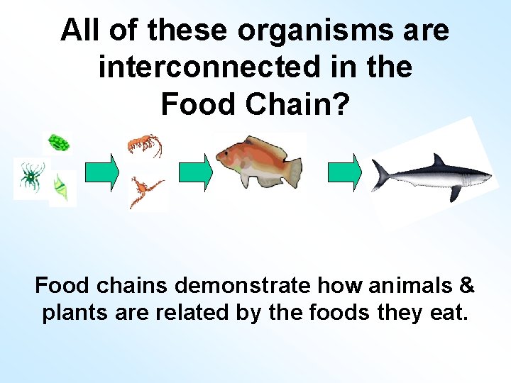 All of these organisms are interconnected in the Food Chain? Food chains demonstrate how
