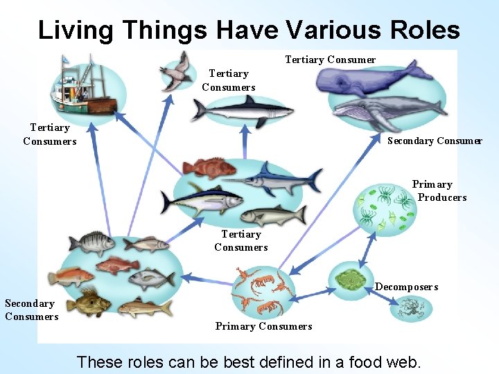 Living Things Have Various Roles Tertiary Consumers Secondary Consumer Primary Producers Tertiary Consumers Decomposers