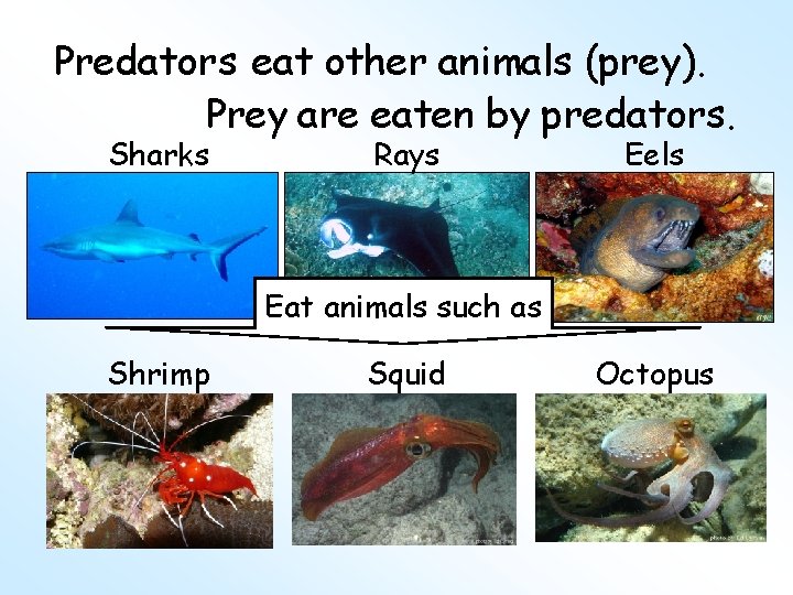 Predators eat other animals (prey). Prey are eaten by predators. Sharks Rays Eels Eat