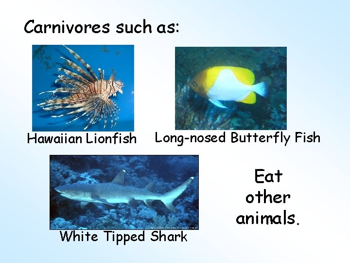 Carnivores such as: Hawaiian Lionfish Long-nosed Butterfly Fish White Tipped Shark Eat other animals.