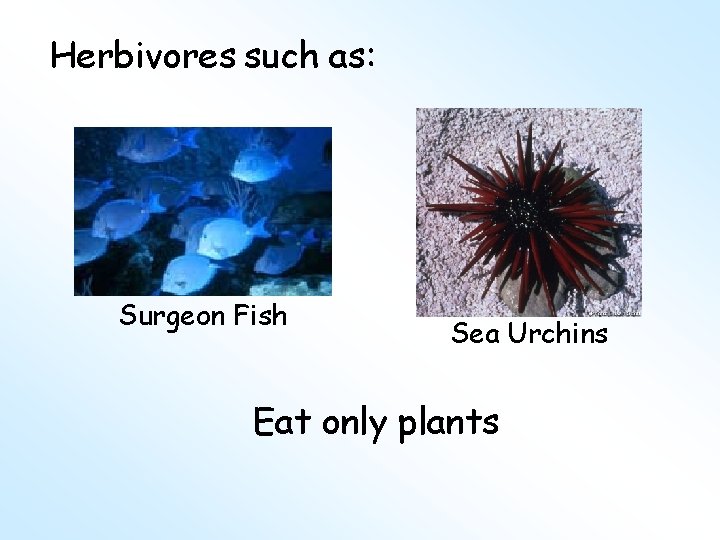 Herbivores such as: Surgeon Fish Sea Urchins Eat only plants 