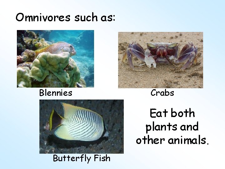 Omnivores such as: Blennies Crabs Eat both plants and other animals. Butterfly Fish 