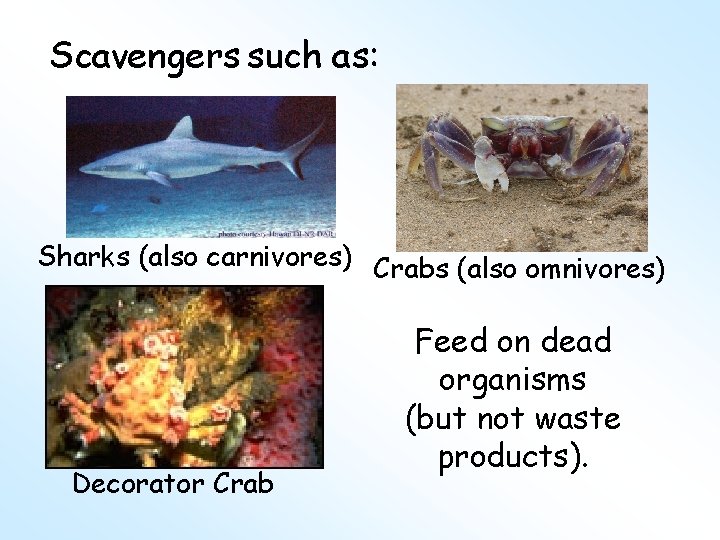 Scavengers such as: Sharks (also carnivores) Crabs (also omnivores) Decorator Crab Feed on dead