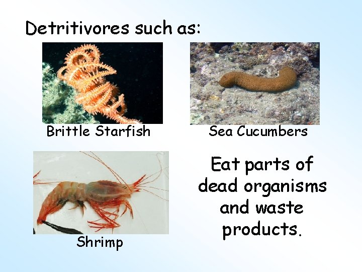 Detritivores such as: Brittle Starfish Shrimp Sea Cucumbers Eat parts of dead organisms and