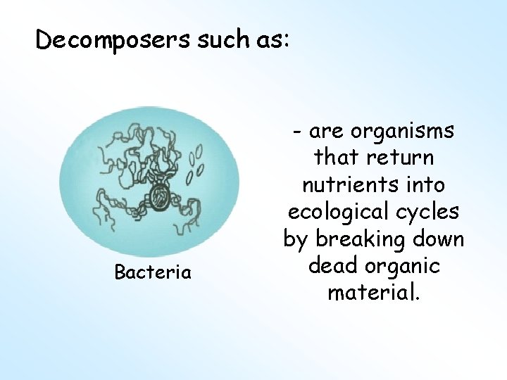Decomposers such as: Bacteria - are organisms that return nutrients into ecological cycles by