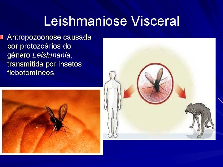 Leishmaniose Visceral Antropozoonose causada por protozoários do gênero Leishmania, transmitida por insetos flebotomíneos. 